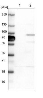 HOOK1 Antibody in Western Blot (WB)