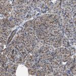 CDPF1 Antibody in Immunohistochemistry (Paraffin) (IHC (P))