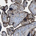 EDARADD Antibody in Immunohistochemistry (IHC)