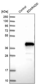 EDARADD Antibody in Western Blot (WB)
