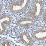 TOMM34 Antibody in Immunohistochemistry (IHC)