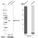 SERPINB1 Antibody in Western Blot (WB)