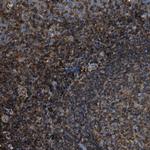 ACCS Antibody in Immunohistochemistry (Paraffin) (IHC (P))