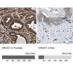 ERGIC1 Antibody