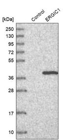 ERGIC1 Antibody in Western Blot (WB)