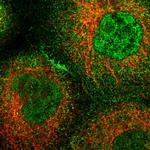 ARHGEF12 Polyclonal Antibody