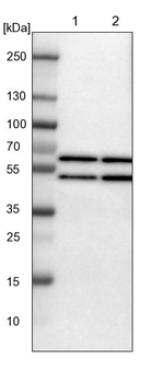 YARS Antibody in Western Blot (WB)