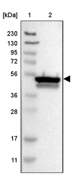 CYB5R4 Antibody in Western Blot (WB)