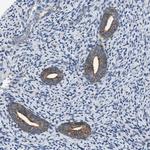 TMEM150A Antibody in Immunohistochemistry (Paraffin) (IHC (P))