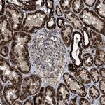 TMEM150A Antibody in Immunohistochemistry (Paraffin) (IHC (P))