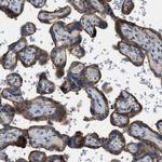 TMEM150A Antibody in Immunohistochemistry (Paraffin) (IHC (P))
