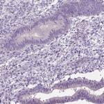 C20orf144 Antibody in Immunohistochemistry (IHC)