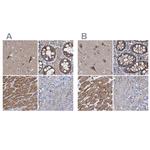 COBL Polyclonal Antibody