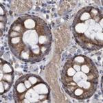 COBL Antibody in Immunohistochemistry (IHC)