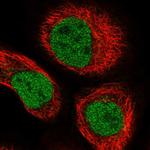 ZNHIT1 Polyclonal Antibody