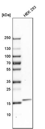ZNHIT1 Antibody in Western Blot (WB)