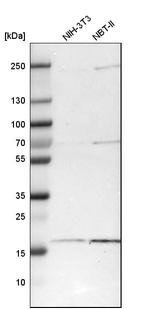 ZNHIT1 Antibody in Western Blot (WB)