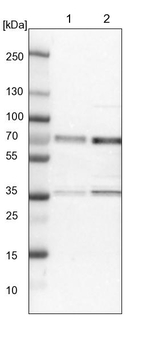 CCDC6 Antibody in Western Blot (WB)