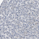 RBM28 Antibody in Immunohistochemistry (Paraffin) (IHC (P))