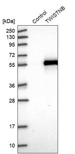TWISTNB Antibody in Western Blot (WB)