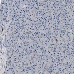 CIT Antibody in Immunohistochemistry (Paraffin) (IHC (P))