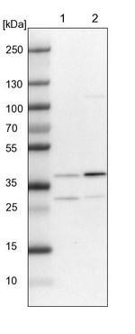 JTV-1 Antibody in Western Blot (WB)