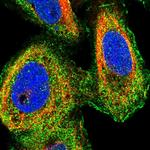 MIB1 Antibody in Immunocytochemistry (ICC/IF)