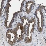 TRPML2 Antibody in Immunohistochemistry (Paraffin) (IHC (P))