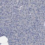 PTPN7 Antibody in Immunohistochemistry (Paraffin) (IHC (P))