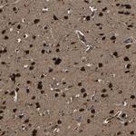 CRYZL1 Antibody in Immunohistochemistry (Paraffin) (IHC (P))