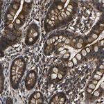 CRYZL1 Antibody in Immunohistochemistry (Paraffin) (IHC (P))