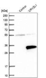 CRYZL1 Antibody in Western Blot (WB)