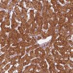 DNAJC25 Antibody in Immunohistochemistry (IHC)