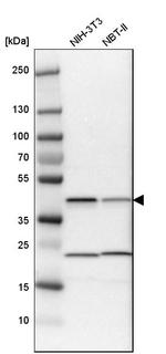 QKI Antibody in Western Blot (WB)