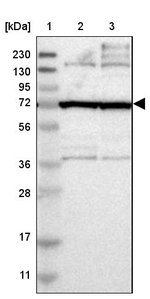 FAM161B Antibody in Western Blot (WB)