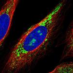 RNF115 Polyclonal Antibody