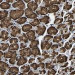 RNF115 Antibody in Immunohistochemistry (Paraffin) (IHC (P))