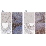 GIMAP4 Polyclonal Antibody