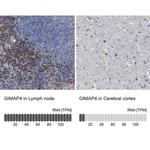 GIMAP4 Antibody