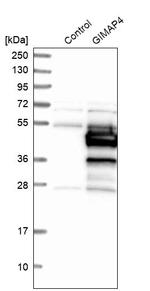 GIMAP4 Antibody in Western Blot (WB)