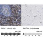 GIMAP4 Polyclonal Antibody