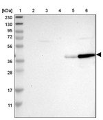 GIMAP4 Antibody in Western Blot (WB)
