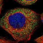 DOLPP1 Polyclonal Antibody