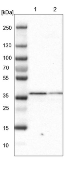 SCAMP2 Antibody in Western Blot (WB)