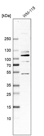 HCN1 Antibody in Western Blot (WB)