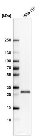 STARD3NL Antibody in Western Blot (WB)