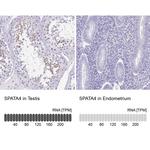 SPATA4 Antibody in Immunohistochemistry (IHC)
