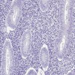 SPATA4 Antibody in Immunohistochemistry (IHC)