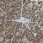 NANS Antibody in Immunohistochemistry (Paraffin) (IHC (P))