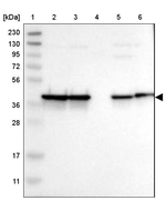 NANS Antibody in Western Blot (WB)